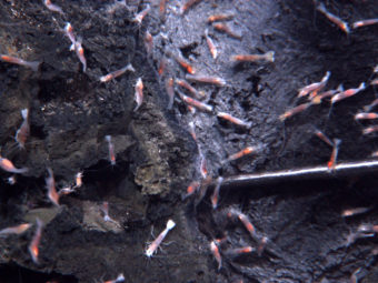 Shrimp surround a volcanic vent nearly 4,000 feet beneath the Pacific Ocean, south of Samoa. Some mining companies are interested in the rich sulfide deposits surrounding vents such as these. (NSF/NOAA/AP)