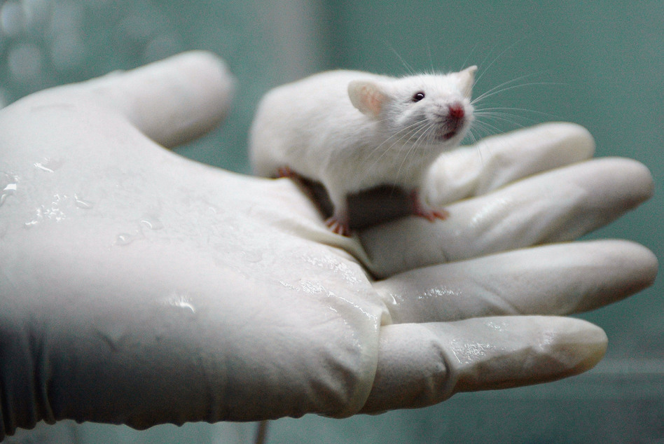 A worker holds a white rat at the State Key Laboratory of Biotherapy in Chengdu, China. Researchers at McGill University in Montreal found that mice left alone with a man had increased levels of the hormone corticosterone. China Photos/Getty Images