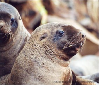 A 2010 review resulted in fisheries being closed in 2011 to protect Stellar Sea Lion habitat. (Photo courtesy National Marine Mammal Laboratory)