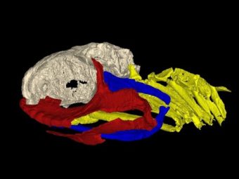 A 3-D reconstruction of the skull of a 325 million-year-old shark. The brain case is light gray, the jaw is red, and the gill arches are yellow. The skull shows that modern sharks have evolved significantly from their ancient relatives. AMNH/A. Pradel