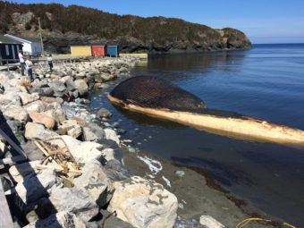 A blue whale carcass washed up last week in Trout River, Newfoundland, Canada. Don Bradshaw/Courtesy of Don Bradshaw/NTV News