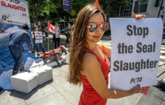 The World Trade Organization has maintained the EU's ban on products from Canada's seal hunt. Earlier this year, activists from PETA simulated slaughtering a seal in a protest at the Canadian Consulate in Los Angeles. Joe Klamar/AFP/Getty Images