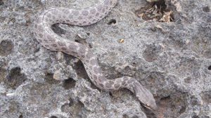 The Clarion nightsnake's coloration makes it difficult to see in its black lava habitat. Courtesy of the Smithsonian