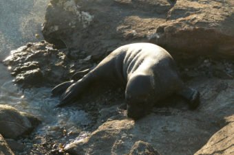 Auke Bay harbor seal pup