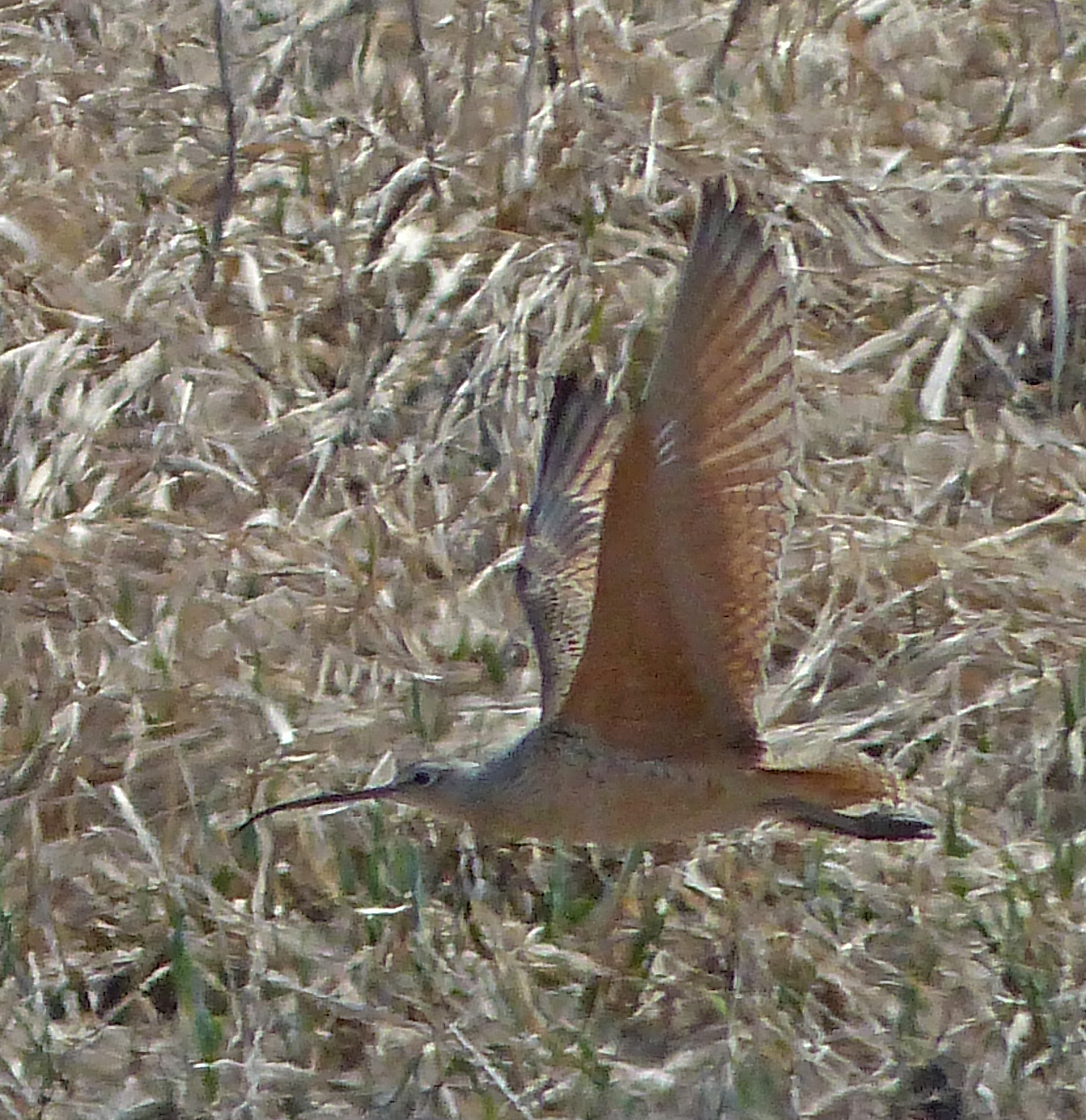 Bob Armstrong captured the Long-bill Curlew in flight. Steve Heinl says the bird is most distinctive this way because its underwings are cinnamon colored. (Photo by Bob Armstrong)