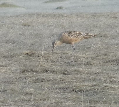 Gwen Bayluss went to Boy Scout Camp after the initial sighting and also so the Long-billed Curlew. (Photo by Gwen Bayluss)