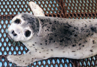 This spotted seal pup was found on April 30 near Clark’s Point and taken to the Alaska SeaLife Center in Seward. (Photo courtesy Alaska SeaLife Center)