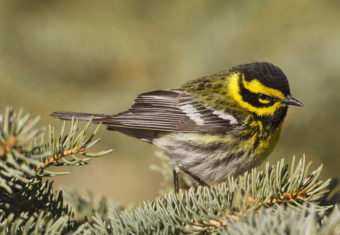 A Townsend’s warbler in Fairbanks. (Photo by Ted Swem)