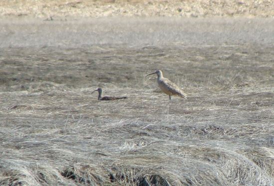 Doug Sanvik took this photo of a Long-billed Curlew on May 3. To the left of it is a Whimbrel. (Photo by Doug Sanvik)