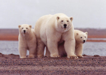 A polar bear mother watches carefully with her cubs along her side along the Beaufort Sea. (Photo courtesy USFWS)