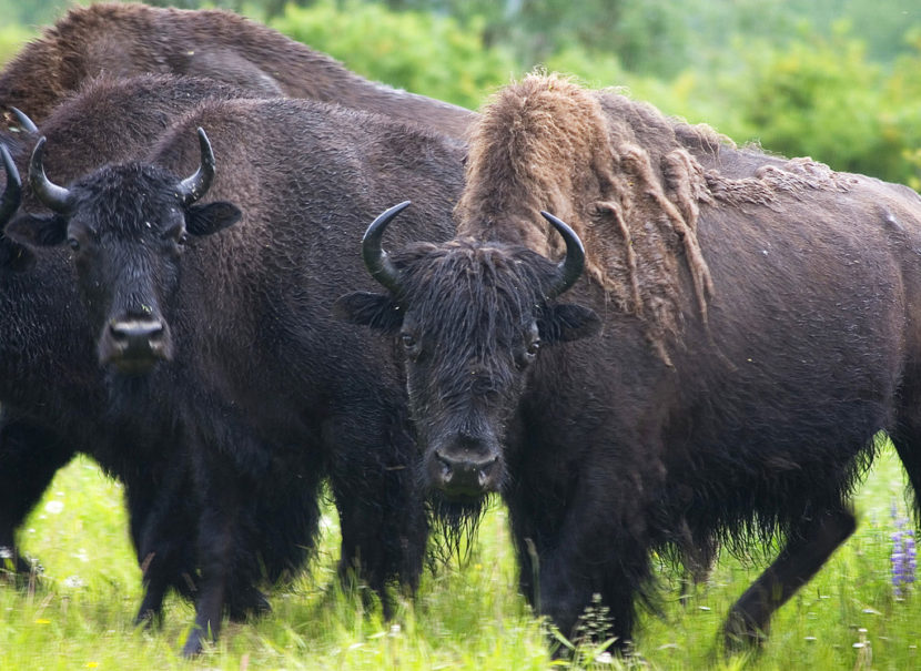 Alaska biologists say wood bison reintroduced to the wild are thriving