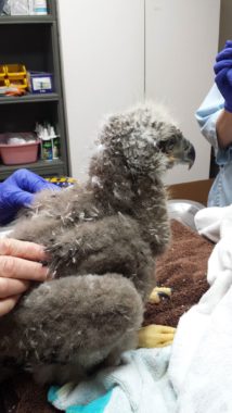 Caretakes hope to return the baby eagle, or eaglet, to the wild. (Photo courtesy Bird TLC in Anchorage)