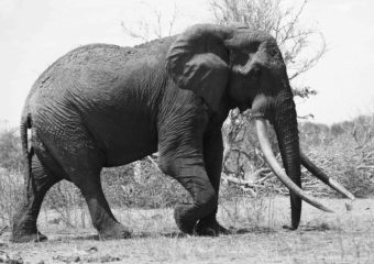 Satao was a rare elephant with tusks so big they almost touched the ground. Tsavo Trust