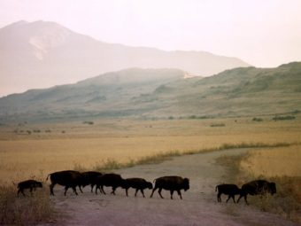 Adult bison and calves cross a dirt road on Antelope Island, northwest of Salt Lake City. A team of scientists from Utah State University have developed a smartphone app to track animal-vehicle collisions. Douglas C. Pizac/AP