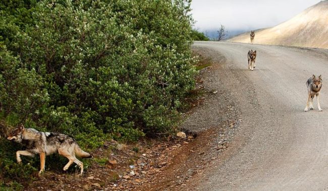 Wolves on the Denali Park Road. (Photo by NPS Photo / Nathan Kostegian)