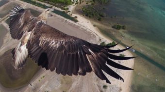 An eagle flies over Bali's Barat National Park, in this award-winning image taken by a camera attached to a drone. capungaero/Dronestagram
