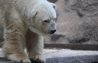 Arturo, the only polar bear in Argentina, lives in captivity at a zoo in Mendoza. The plight of the "sad bear" has spawned more than 400,000 signatures on a petition to get him moved to a "better life" in Canada. AFP/Getty Images