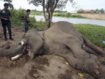 A photo released by the Ayutthaya Elephant Palace and Royal Kraal, shows Thai police officers examining the slain elephant. AP