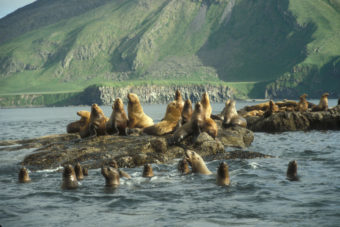 Stellar sea lions hauled out on Amak Island. (Photo by Kevin Bell/ U.S. Fish and Wildlife Service)
