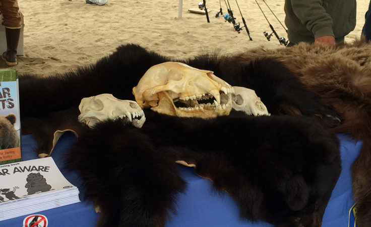 The Department of Fish and Game had a display of bear pelts and skulls. (Photo by Sarah Yu/KTOO)