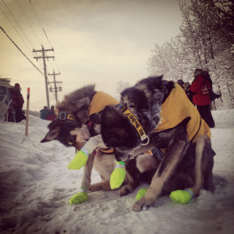 Brent Sass's lead dogs lick the ice from their booties during a quick stop for supplies at Carmacks during the 2014 Yukon Quest. (Photo by Emily Schwing / KUAC)