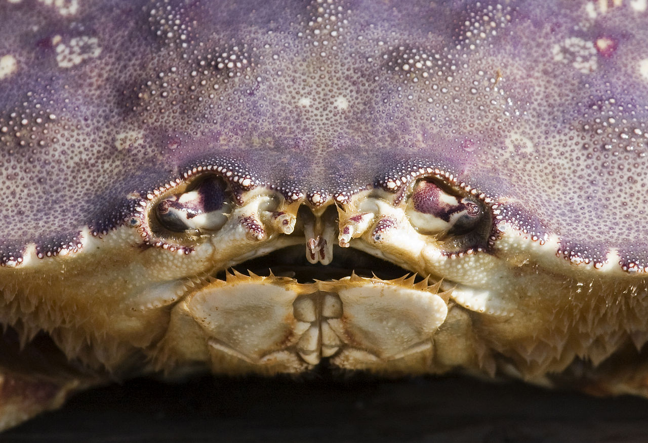 Dungeness crab is currently worth about $3 a pound. (Creative Commons photo by Kevin Cole)