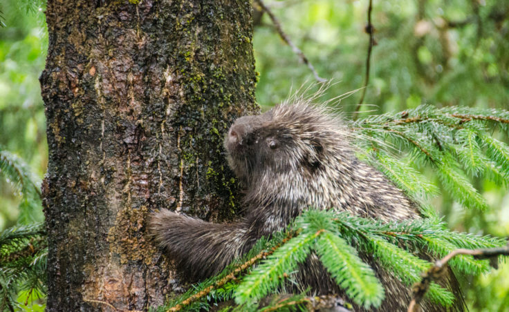 Much of the area around the bear viewing platform was under at least two feet of water this evening. This porcupine headed up a tree across from the platforms. (Photo by Heather Bryant/KTOO)