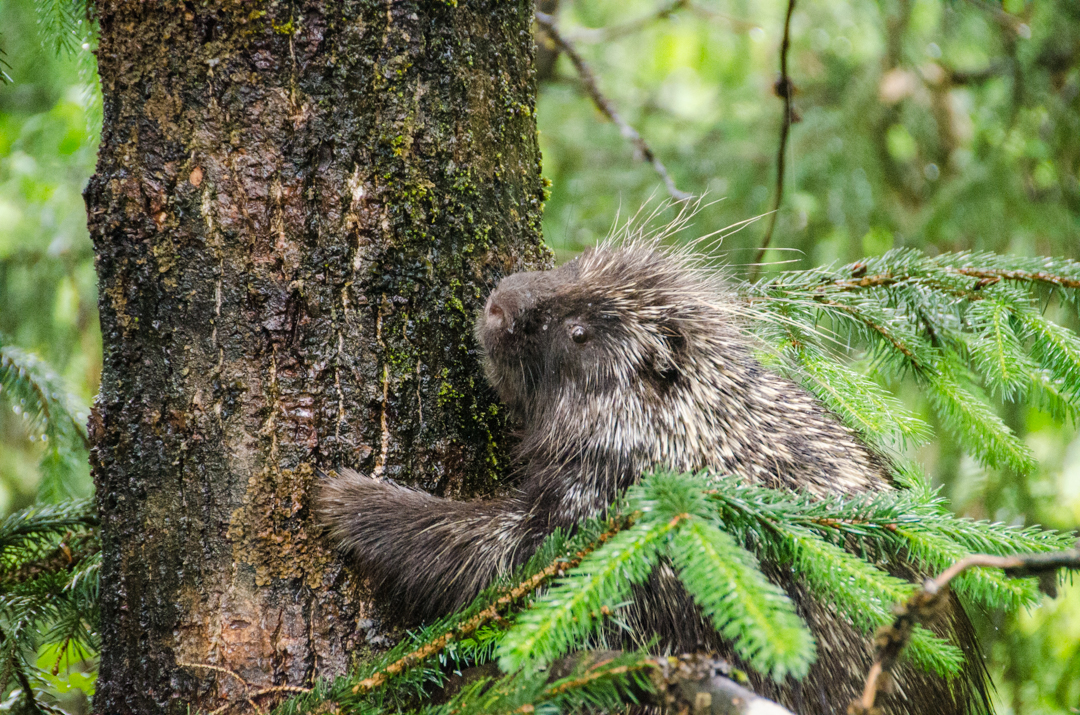Much of the area around the bear viewing platform was under at least two feet of water this evening. This porcupine headed up a tree across from the platforms. (Photo by Heather Bryant/KTOO)