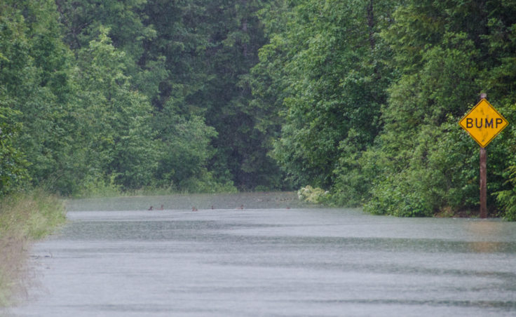 A family of ducks swim around Skater's Cabin Road just past the Mendenhall Campground Road. (Photo by Heather Bryant/KTOO)