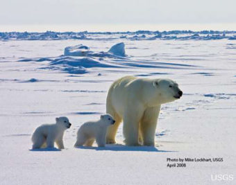 An adult female polar bear and her two cubs travel across the sea ice of the Arctic Ocean north of the Alaska coast. (Photo courtesy of US Geological Survey)