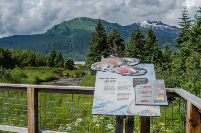 Visitors at the Mendenhall Glacier can watch sockeye salmon make their way upstream at the viewing platforms along Steep Creek. (Photo by Heather Bryant/KTOO)