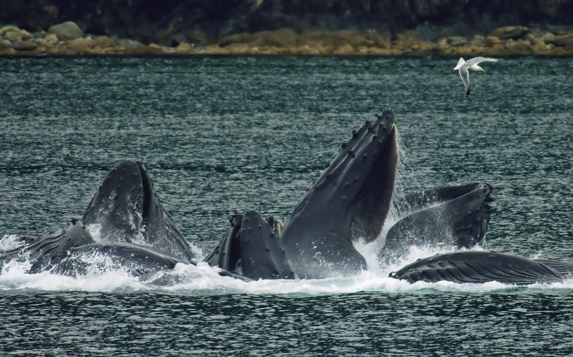 Humpback whales in North Pass between Lincoln Island and Shelter Island in the Lynn Canal north of Juneau. (Creative Commons Photo by Evadb)
