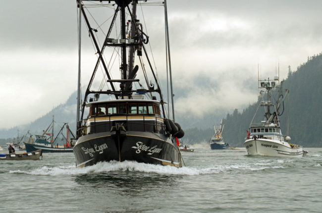Seine boats during the first opening of the Amalga Harbor fishery July 3. (Photo by Dave Harris/Alaska Department of Fish and Game)