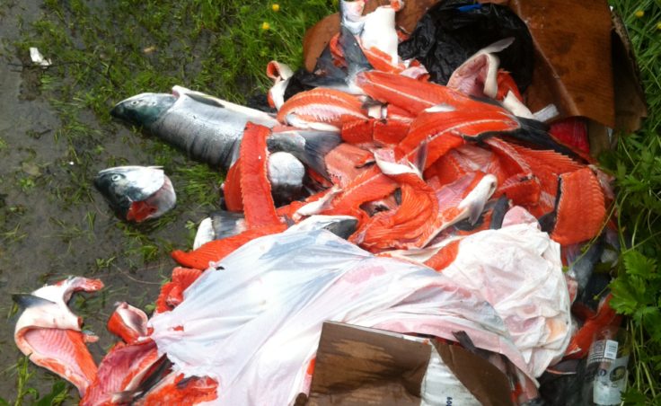 Biologists found the fish carcasses at the end of Valley Boulevard near the Under Thunder trail. (Photo courtesy Alaska Department of Fish and Game)