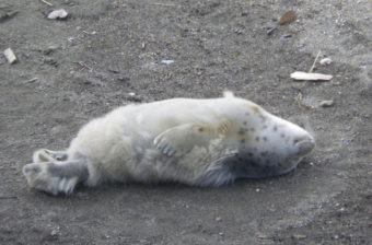 Spotted seal pup sunbathes to grow its adult fur coat. (Photo by Gay Sheffield)