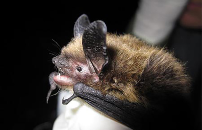 A Keen’s myotis bat. (Photo courtesy Alaska Department of Fish and Game)