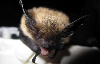 A Keen’s myotis bat. (Photo courtesy Alaska Department of Fish and Game)