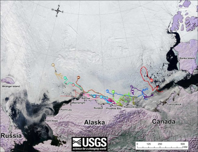 Movements of 14 satellite-tagged polar bears for the month of June, 2014. (Image courtesy USGS)