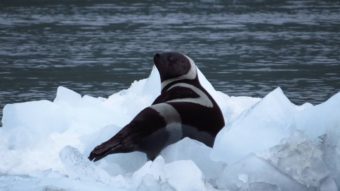 A ribbon seal photographed in Prince William Sound July 9th, 2014. (Photo courtesy of U.S. Fish and Wildlife Service)