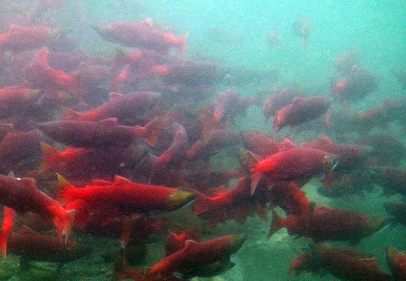 A new report says salmon, including sockeye, shown here, could have habitat disrupted by new rainfall and snow patterns caused by climate change. (Photo by Katrina Mueller/USFWS)