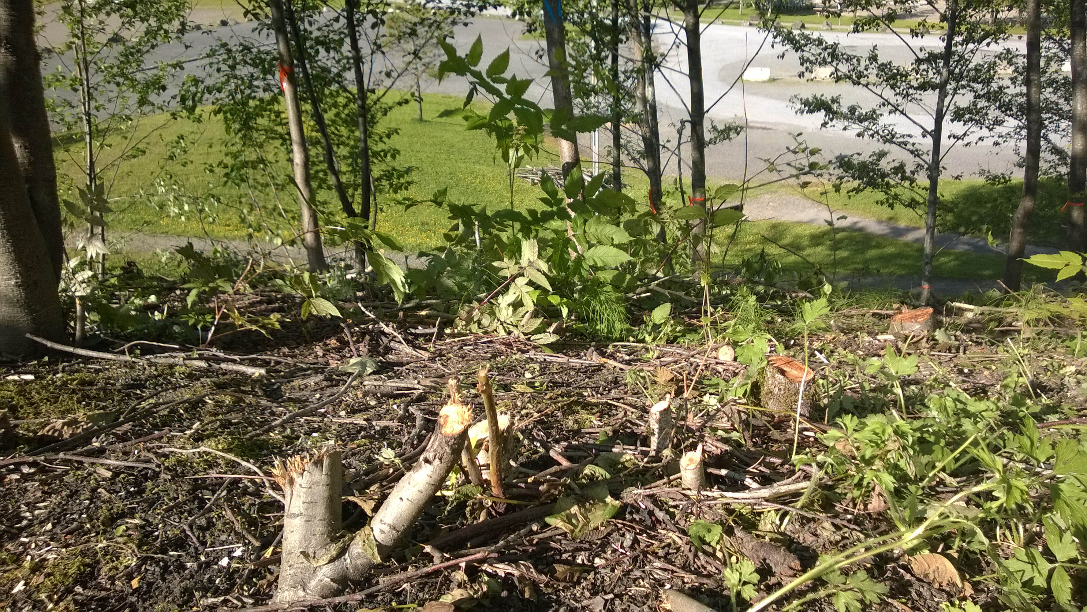 Trees cut near Savikko Park