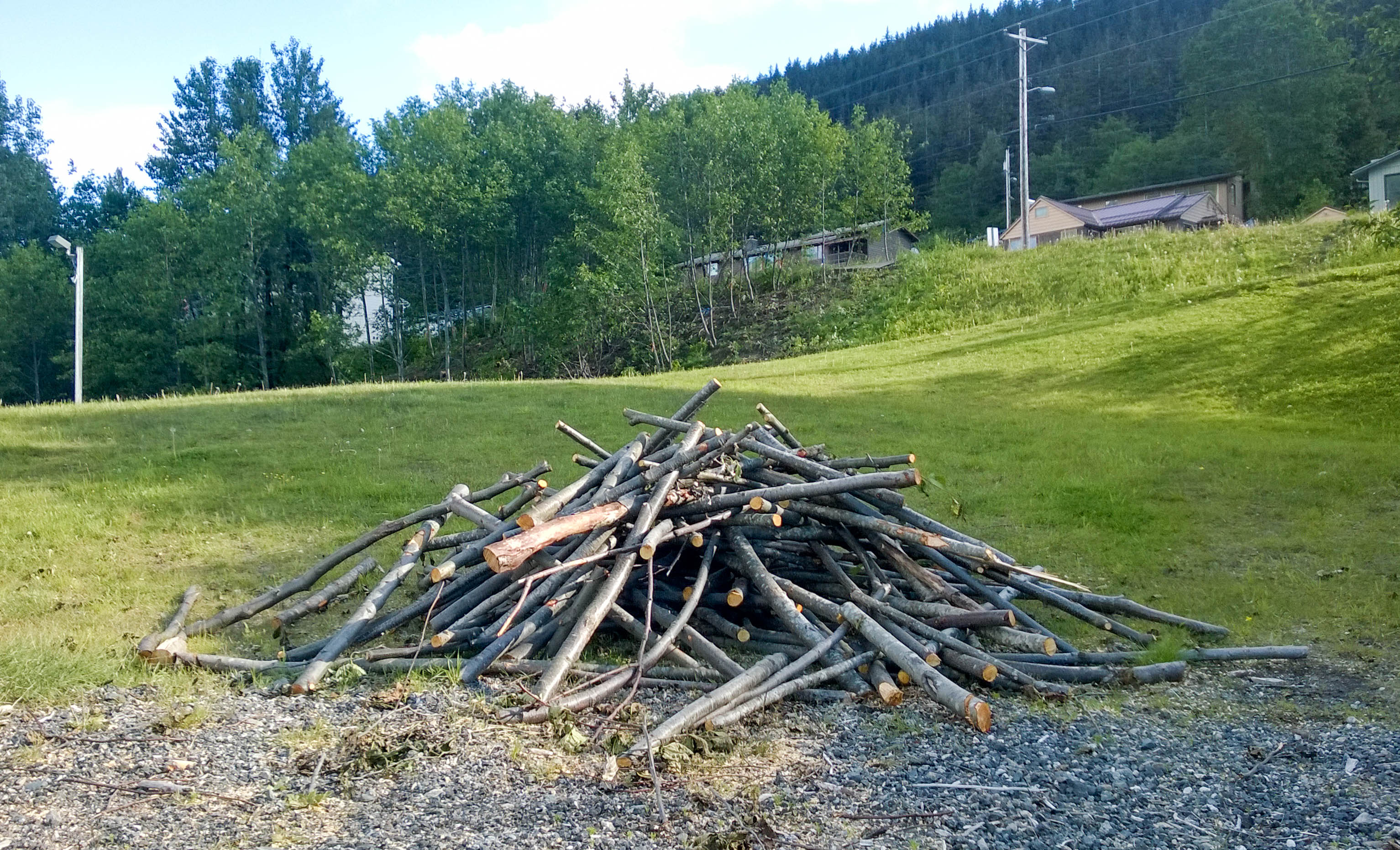 Trees cut near Savikko Park