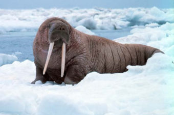 Pacific walrus. (Photo by National Oceanic and Atmospheric Association)