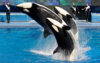 Killer whales perform in Shamu Stadium at the SeaWorld Orlando theme park in Florida. SeaWorld says it will not appeal a citation that prohibits trainers from performing with the whales. Phelan M. Ebenhack/AP
