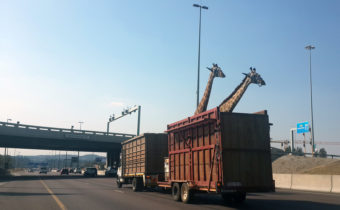 A pair of giraffes being transported in a crate approach a low bridge on a freeway in Centurion, South Africa on Thursday. Thinus Botha /Barcroft Media /Landov