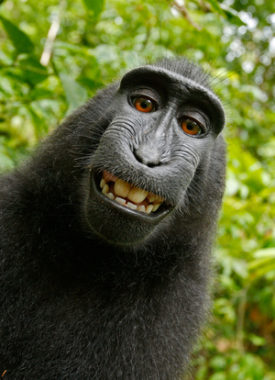 This 2011 image captured by a cheeky black macaque after turning the tables on a photographer who left his camera unmanned has ignited a debate over who owns the photo. David J Slater/Caters News Agency/Wikimedia Commons