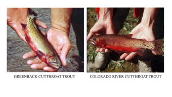 These undated photos provided by the Colorado Division of Wildlife show the endangered greenback cutthroat trout and the Colorado River cutthroat trout. Federal and state biologists have stocked the wrong fish for more than two decades. AP