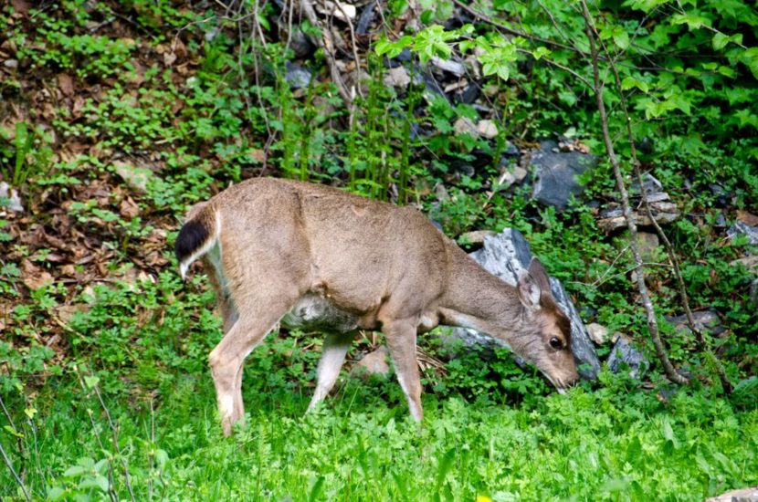 Sitka black-tailed deer