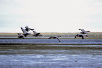 Juveniles and adults flying over Izembek Lagoon in mid-October 2011. (Photo by K.Mueller/USFWS)