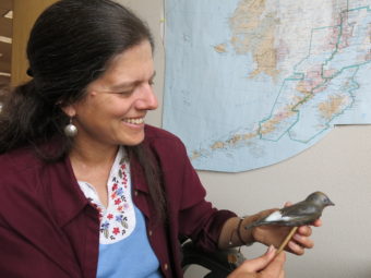Biologist Julie Hagelin with a decoy olive-sided flycatcher made with a 3-D printer. (Photo by Ned Rozell)